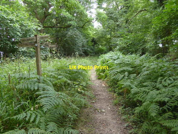Photo 6"x4" Looking south at bridleway junction south of Oldhouse Farm Balls Green\/TQ1023 c2016