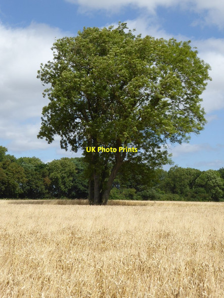 Photo 6"x4" Trees in a wheat field Green Street\/SO8740 c2016