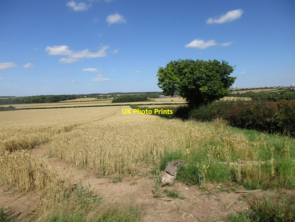Photo 6"x4" Wheat waiting to be harvested near Upton Upton\/SK7476 c2016