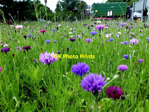 Photo 6"x4" Wildflowers, Omagh Omagh c2016