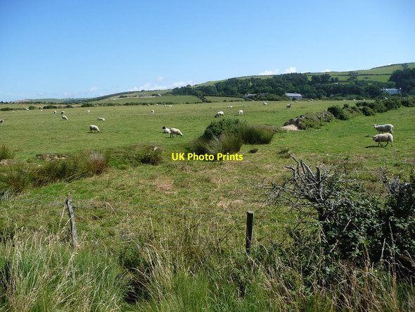 Photo 6"x4" Sheep grazing, south-west of Knocksharry Knocksharry c2016
