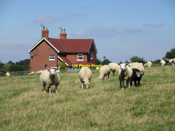 Photo 6"x4" Sheep at Little Gringley Little Gringley c2016