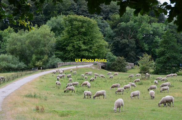 Photo 6"x4" Sheep in Erddig Country Park (2) Wrexham\/Wrecsam c2016