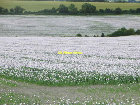 Photo 6"x4" Corner of the poppies Chilton\/SU4885 c2016