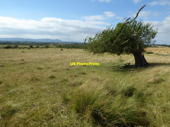 Photo 6"x4" Tree on Brockeridge Common Stratford\/SO8838 c2016