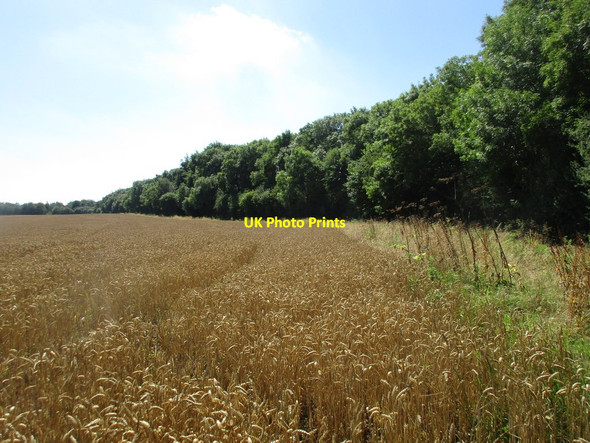 Photo 6"x4" The eastern edge of Eaton Wood Eaton\/SK7178 c2016