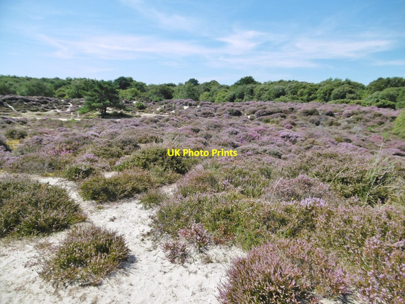 Photo 6"x4" Studland, heathland Studland c2016