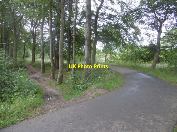 Photo 6"x4" Woodland, Wellfield Junction Wingate c2016