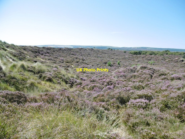 Photo 6"x4" Studland, heathland Sandbanks c2016