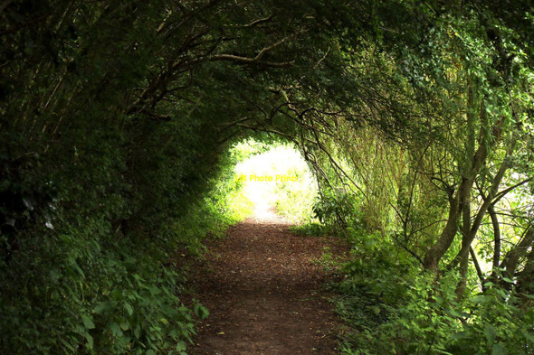 Photo 6"x4" The Thames Path at Shillingford Shillingford\/SU5992 c2016