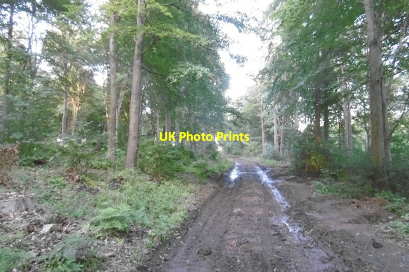 Photo 6"x4" Woodland track, Dalkeith Park Dalkeith\/NT3467 c2016