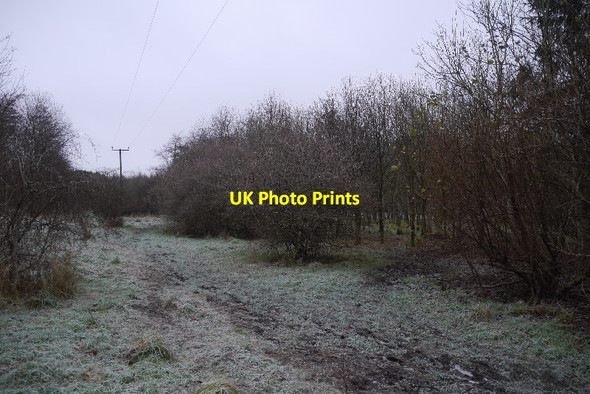 Photo 6"x4" Law Hill Community Woodland Dollar c2016