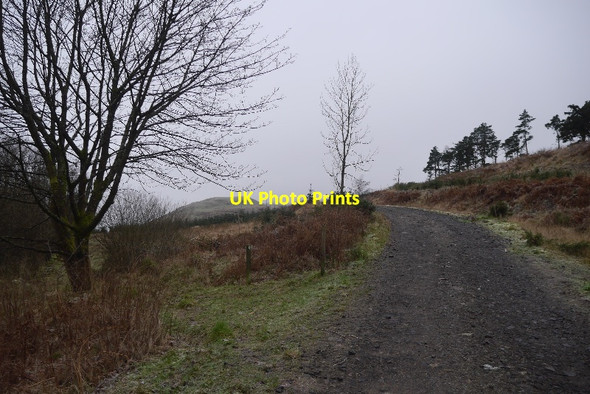 Photo 6"x4" Logging road, Hillfoot Hill Dollar c2016