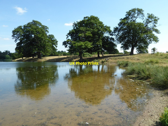 Photo 6"x4" Oak trees beside Pirton Pool High Green\/SO8745 c2016