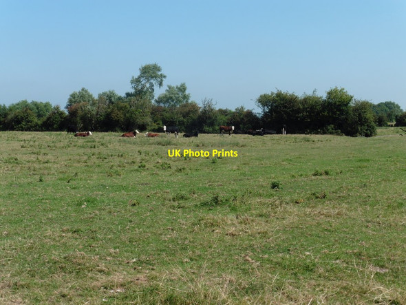 Photo 6"x4" Pasture, north of Pyde Drove Cote\/ST3444 c2016