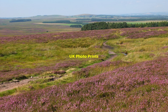 Photo 6"x4" Path to Balerno Malleny Mills c2016