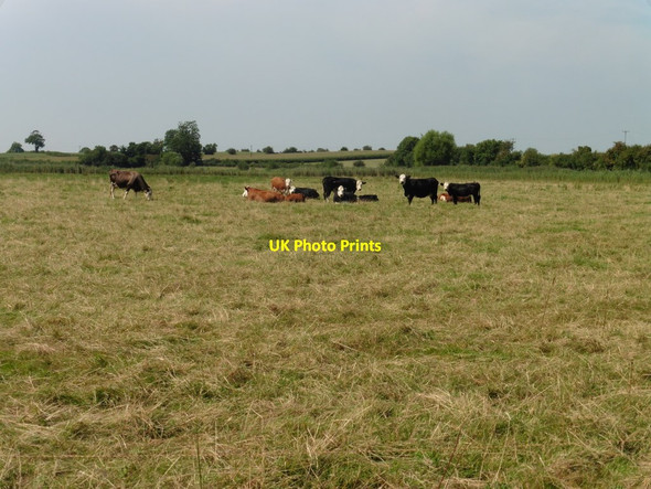 Photo 6"x4" Pasture, north of Edington Edington\/ST3839 c2016