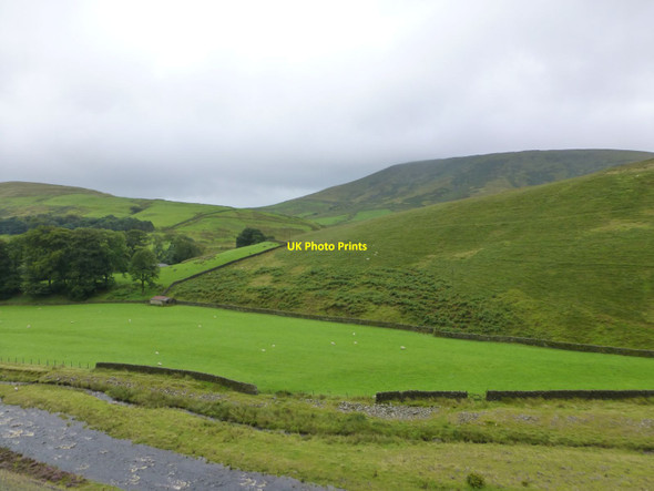 Photo 6"x4" Sheep in pasture across Langden Brook Dunsop Bridge c2016