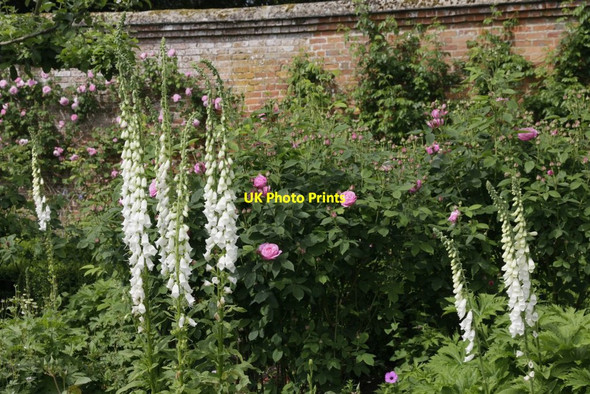 Photo 6"x4" Foxgloves and Pink Roses Lower Brook c2016