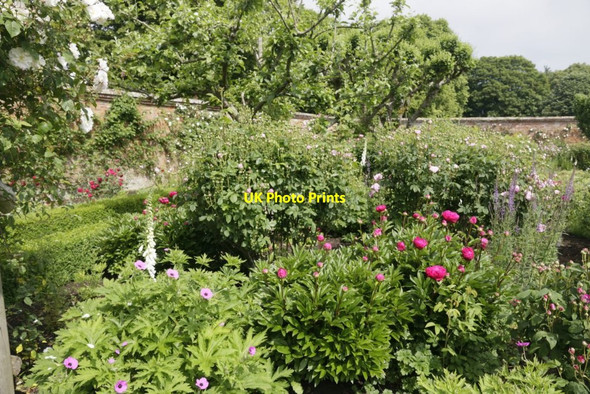 Photo 6"x4" A Different Rose Lower Brook c2016