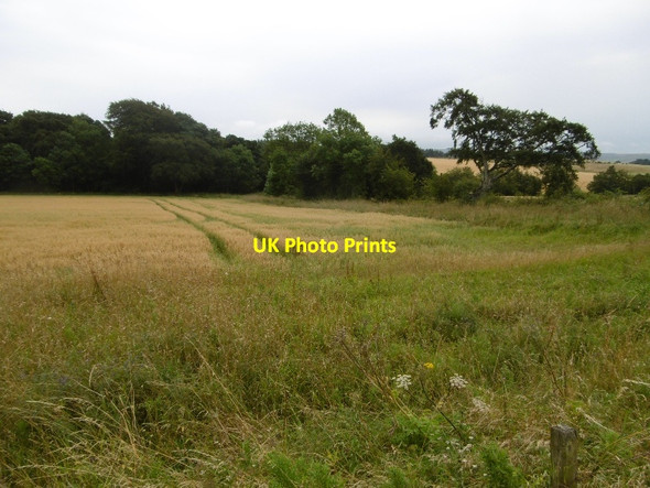 Photo 6"x4" Barley, Baro Carfrae\/NT5769 c2016