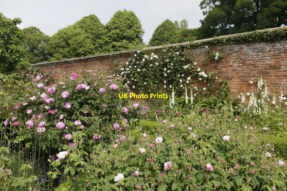 Photo 6"x4" Roses along the Wall Lower Brook c2016