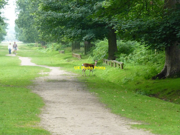 Photo 6"x4" Deer at Dunham Park Hale\/SJ7686 c2015