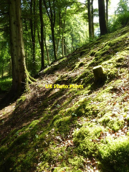 Photo 6"x4" Woodland at Drumlanrig Castle Cairnpark\/NX8698 c2016