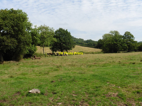 Photo 6"x4" Pasture in Bolham Valley Bolham Water c2016