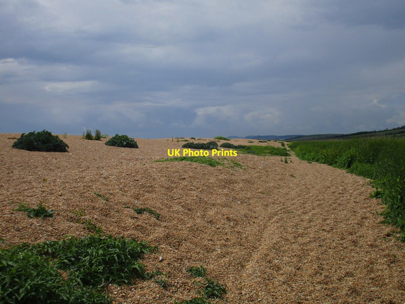 Photo 6"x4" Shingle ridge and reedbed West Bexington c2016