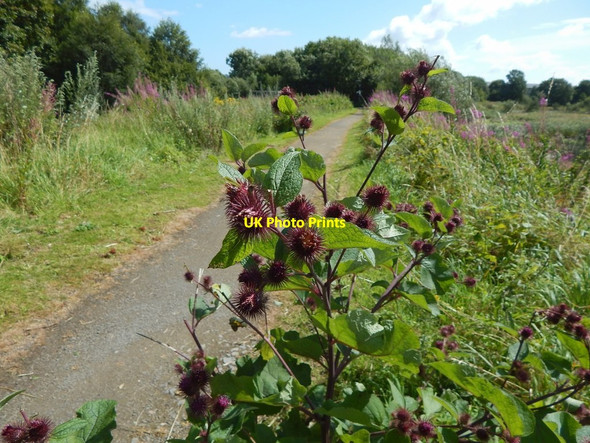 Photo 6"x4" Lesser Burdock near the River Leven Dumbarton c2016