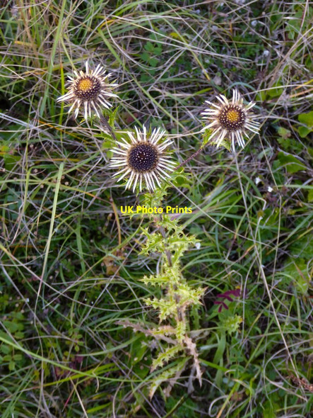 Photo 6"x4" Wildflowers of chalk downland: carline thistle (Carlina vulgaris) at Ranmore (1) Ranmore Common\/TQ1450 c2016