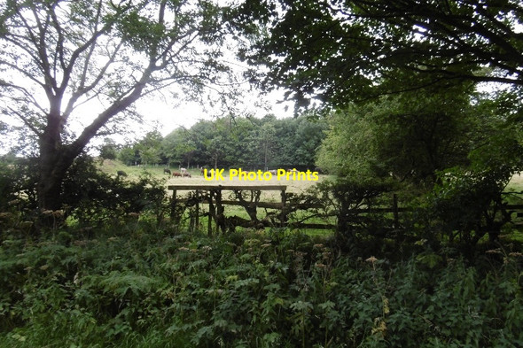 Photo 6"x4" Field from Quarry Lane Osmotherley c2016