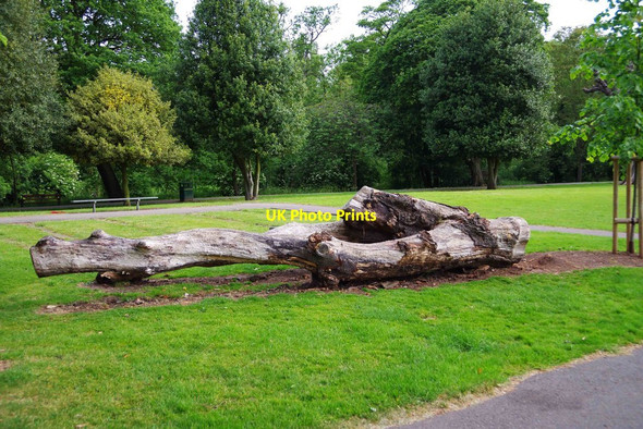 Photo 6"x4" Remains of a tree, Victoria Park, Royal Leamington Spa Royal Leamington Spa c2015