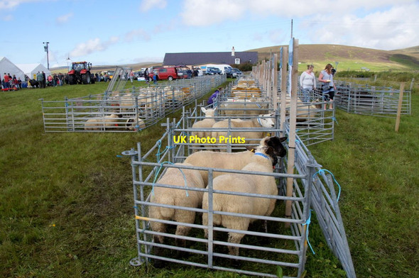 Photo 6"x4" Sheep pens at the Unst Show, Haroldswick Bothen c2016