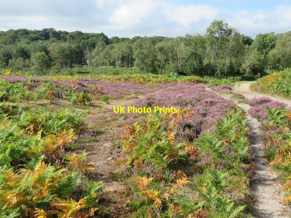 Photo 6"x4" Summer heather and ferns at Shatterford Furzey Lodge c2016