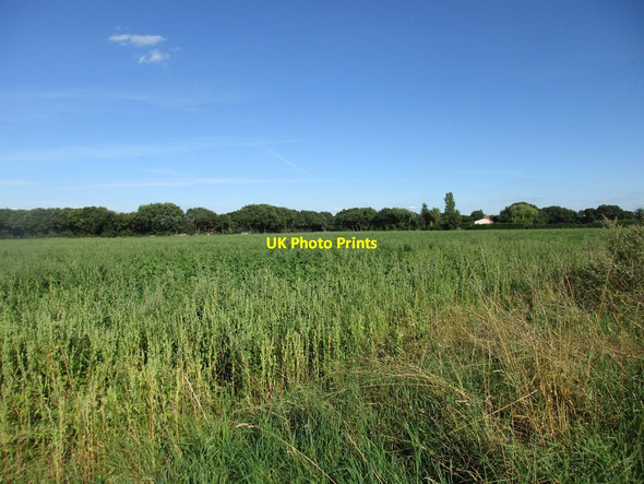 Photo 6"x4" Field off Spalford Road Eagle c2016