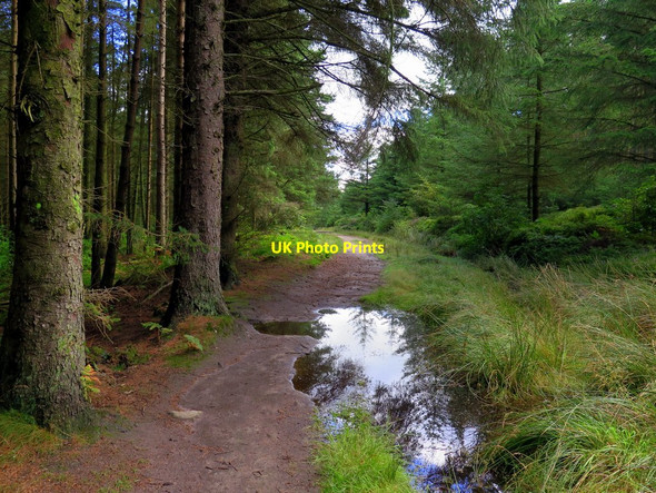 Photo 6"x4" Forest track, Thrunton Wood Thrunton c2016