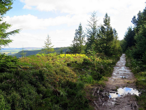 Photo 6"x4" Path above Thrunton Crag Callaly c2016
