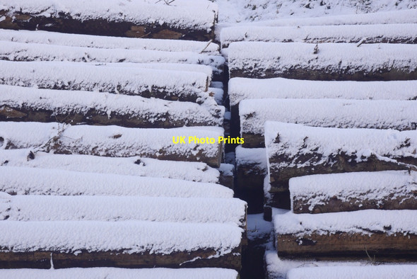 Photo 6"x4" Log pile, Cademuir Plantation Bellanrigg c2016
