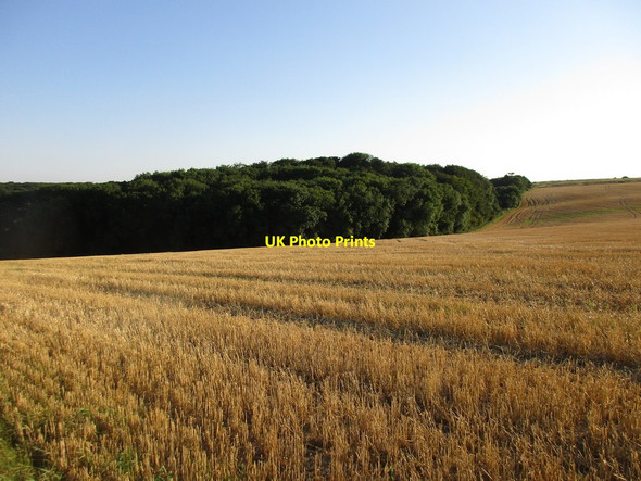 Photo 6"x4" Stubble field and Coronation Plantation Brookenby c2016