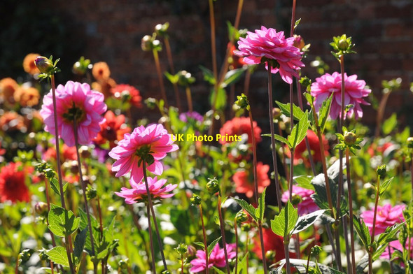 Photo 6"x4" Dahlias at The Vyne Cufaude c2016