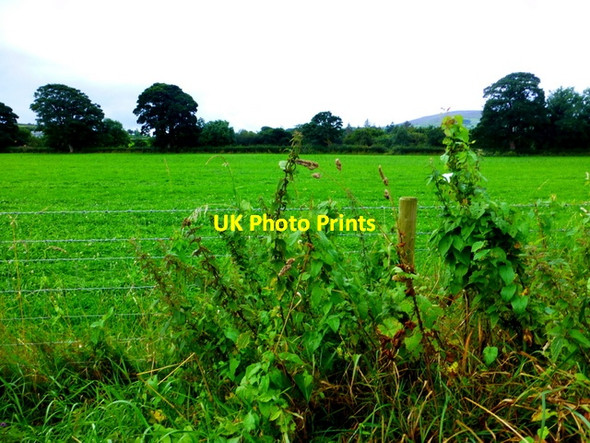 Photo 6"x4" Crosh Townland Newtownstewart c2016