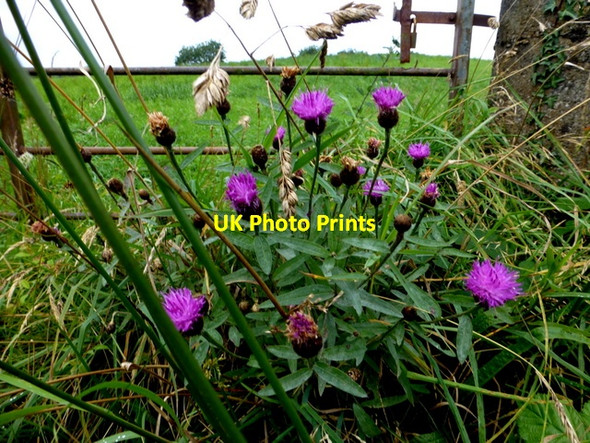 Photo 6"x4" Knapweed, Crosh Newtownstewart c2016