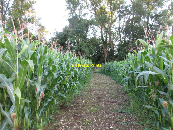 Photo 6"x4" Footpath through maize Croxby Top c2016
