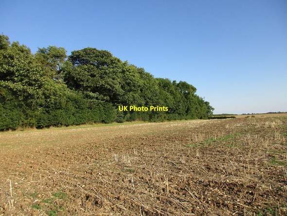 Photo 6"x4" Small plantation near Binbrook Hall Binbrook c2016