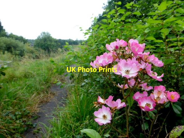 Photo 6"x4" Wild roses, Creevenagh Omagh c2016