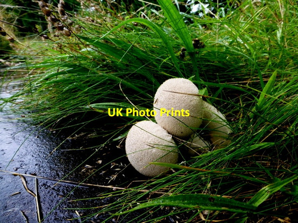 Photo 6"x4" Fungus, Creevenagh Omagh c2016