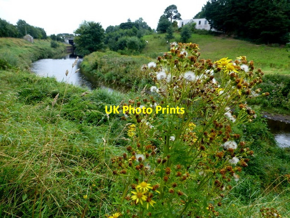 Photo 6"x4" Ragwort, Campsie Omagh c2016