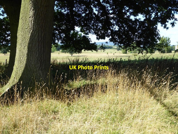 Photo 6"x4" Shade in Croome Park Dunstall Common c2016